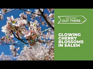 Salem's spring show: Enter the cherry blossoms