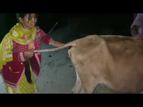 Artificial insemination in Jarsy caw ‪@kritivetlife2603‬