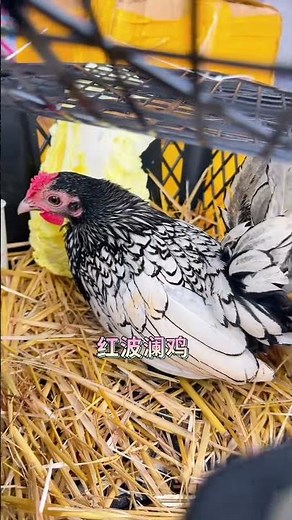 white and Red Pheasants in Cozy Coop Breeding & Raising Ornamental Chickens #chickenfarming #egg
