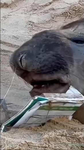 Neil knocking down the sign the Marine conservation put out for him 🦭 #neiltheseal