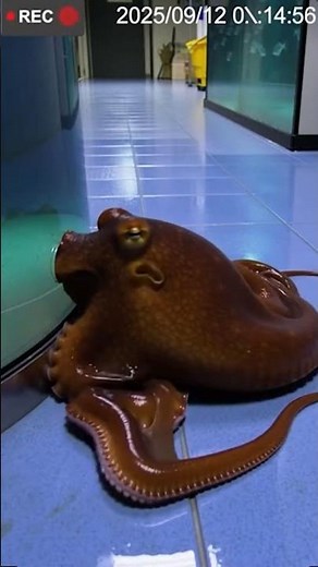 Octopus Infiltrates Fish Tank in Seconds 🐙 #wildlife #shorts