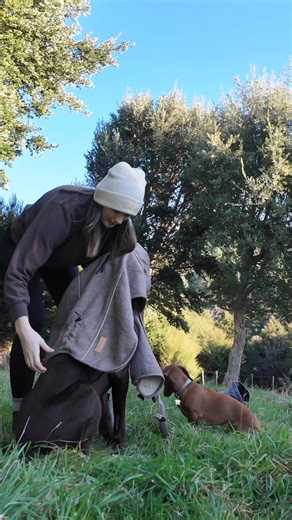 701K views · 1.1K reactions | Our best-selling dog jackets have officially landed in the UK  Meet the Highland Coat - uniquely designed by our founder in New Zealand, combining timeless style, warmth, and exceptional quality. Each coat is crafted to keep your dog cosy through chilly walks and looking effortlessly smart while doing it. Tested by our own dogs, Toby and Maple (our original Pointer & Hound), and now available exclusively at pointerandhound.com | Pointer & Hound | Facebook