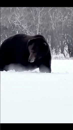 big black bear hunting with rifle perfect shot #wildlife #americanbear #biggamehunting #ibexhunting