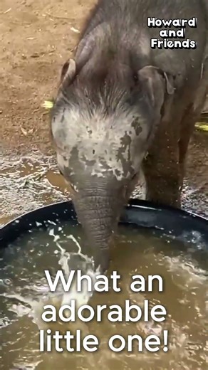 Funny Baby Elephant Takes a Shower Before Meeting His Newborn Cousin😂 #funnyanimals #babyelephants