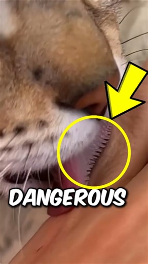 Cats Tongue Is Dangerous ‼️😱 #catfacts #animalfacts #shorts