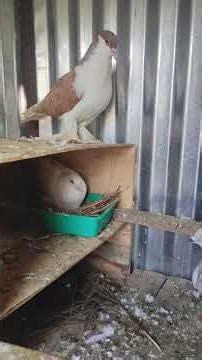 episode -5 🕊️#💞