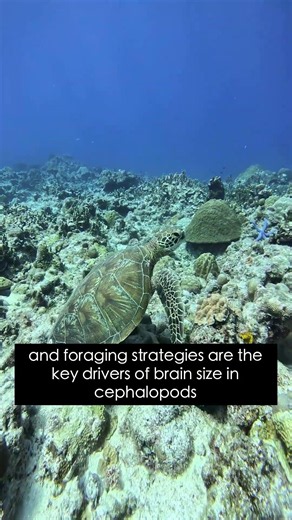 Cephalopod Brain Size Explained by Ecology, Not Social Life