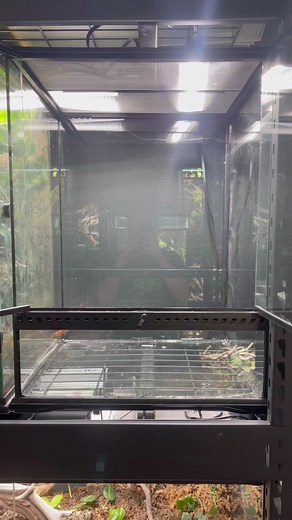 How to make an 18x18x24” Exo Terra vivarium. #everevolvingexotics #reptileshop #bioactive #livingvivarium #tucson #arizona #naturalisticenclosure #reptiles #crestedgecko #reptiles | Ever Evolving Exotics