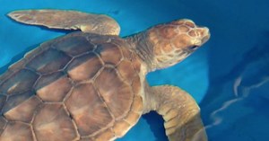 Study: Plastics found in guts of sea turtles