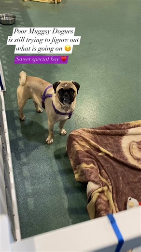 Muggsy Dogues, a 3 year old male, was found in a homeless encampment chained to a fence--no one claimed him as their own. Saved just in time as he started having violent seizures. With meds, he's doing great, seizure free! Check out his bio https://www.pugnationla.org/adoptable-pugs/muggsy-dogues-special-needs/ | Pug Nation Rescue of Los Angeles