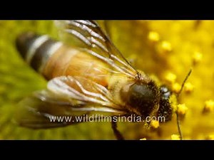 Honey bee pollination seen in motion - Giant Honey bee, Apis dorsata laden in sunflower pollen