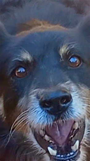 Cachorro Latindo 😃 Som para trolar meu cachorro #dogshorts |