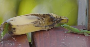 A vibrant green Madagascar day gecko walks along a wooden deck before arriving at a rotting banana, where a second gecko is already feeding. Originally shot in 6k. Honolulu, Hawaii, United States.