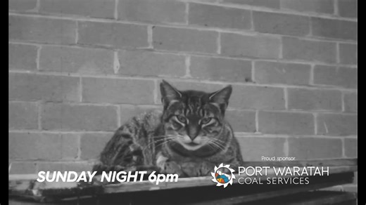 4K views · 23 reactions | Be watching NBN News on Sunday from 6.00pm for Episode 4 of NBN News Rewind, where we focus on footage from the local fishing industry and how events and incredible fishing stories have shaped the industry over the last half century. | NBN Television | Facebook