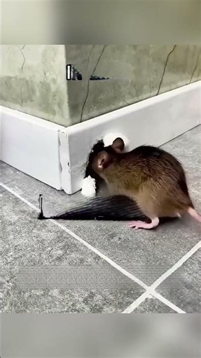 В Китае наконец нашли способ остановить крыс! 🐀