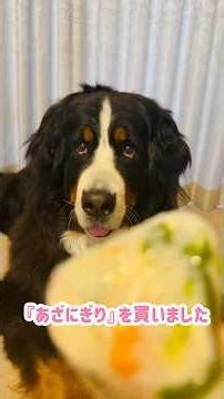 Bernese Mountain Dog goes to buy rice balls just for dogs 🐾