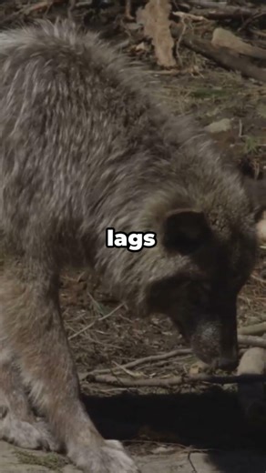 Why Wolves Target the Weak – Pack Hunting Strategy Explained | Did you know? #animals #animalfacts