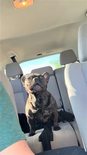 @sassholethefrenchie: Carline monitor! 🐻 🎀 #dog #doglover