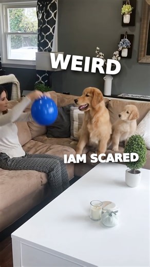 My Dog First Time Seeing a Balloon