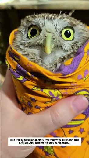 This family rescued a stray owl that was out in the rain and brought it home to care for it, then.