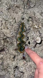 113K reactions · 4.1K shares | burrowing clams 寧 | Ate Laila | Facebook