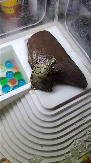 Turtle Lunch: Feeding my Baby Turtle Lunch #turtlewatching #babyturtles #terrarium