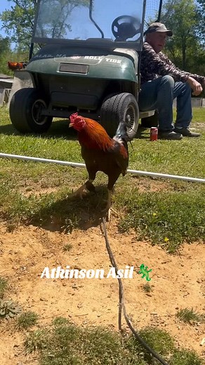 Connor Scot Adkins (@slick_lizard_farms)’s videos with original sound - Connor Scot Adkins