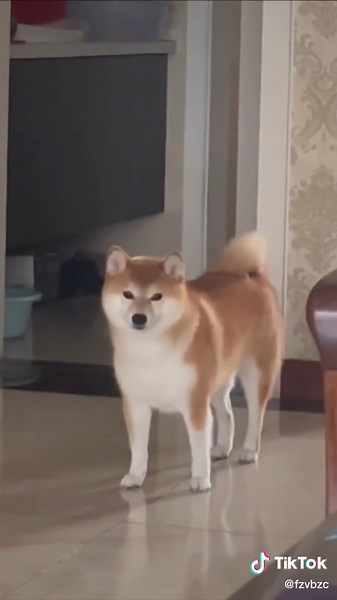 Shiba Inu's wolf howling🐕#shibainu #dog #puppy #interesting #fyp