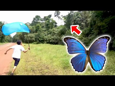 Catch Morpho Butterfly, the most beautiful butterfly in the world