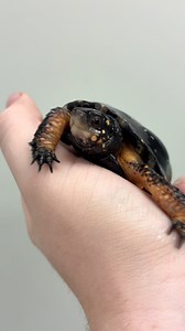Meet Lumpy, our Spotted Turtle! This tiny Ontario native is one of the smallest turtle species, known for its dark shell covered in bright yellow spots. Spotted Turtles live in shallow wetlands, marshes and wet meadows with calm water and plenty of vegetation. They’re early spring explorers and opportunistic omnivores that eat aquatic plants, algae, insects and small fish. They’re also listed as Endangered in Canada, mainly due to habitat loss, road crossings and illegal collection. Every indivi