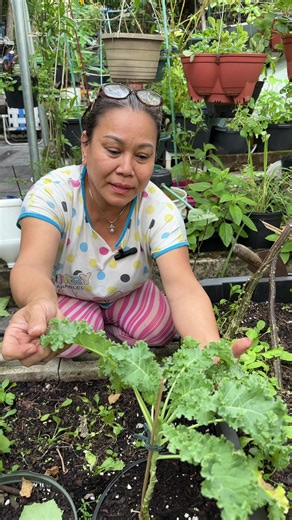 How mom grows kale in the garden! 👩🏻‍🌾 | Judy Bao Garden