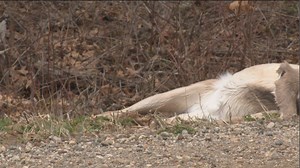 DNR explains why there are headless deer carcasses on roadsides