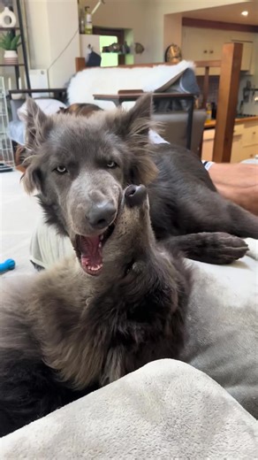 Bite and Howl! River is frustrated that he can’t play all the time! #bluewolf #wolves #wolf #wolfdog #fyp