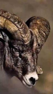 Bighorn Sheep Clash Who Will Rule the Mountain Don’t Blink #shorts #wildlife