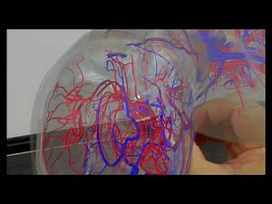 The Holographic Human for surgical navigation using Microsoft Hololens