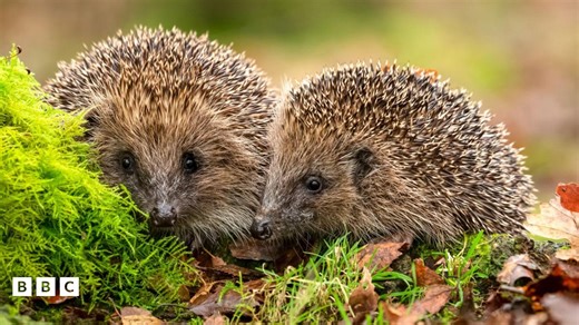 Hedgehogs can hear much higher frequencies than humans