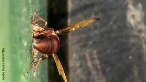 Indian red paper wasp Making Its Nest on A Wooden Door, Close up Macro