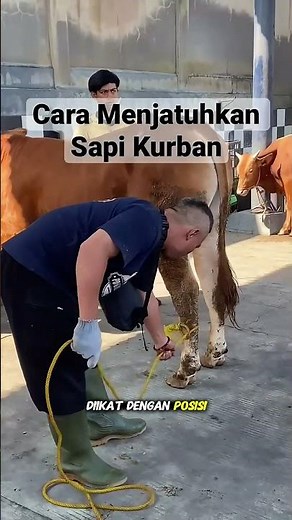 How Professionals Lay Down a Sacrificial Cow!