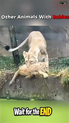 Others Don’t Care… Cats Protect 🐱❤️ | Animal Moments #shorts