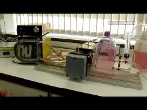 Result on Animal Tests