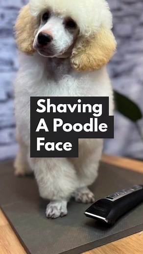 Shaving a Poodle Face with Mackensie Murphy! Check out this quick clip showing a clean face technique using Groomer Essentials 4-in-1 clipper. Check the comments for a link to the full video located on our YouTube channel!! | Love Groomers