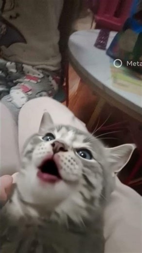 MI GATO NO SE QUEIRE BAÑAR 🫠(FYP)