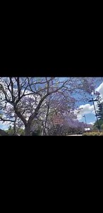 My name is Dr. Aris Thorne, and my life revolves around the intricate world of viruses. Forget dusty old labs and white-haired scientists; my sanctuary is a vibrant space filled with the quiet hum of cutting-edge tech. I'm a virus researcher, a microscopic detective in an ongoing quest to understand the tiniest, yet most impactful, entities on Earth. Every morning, I step into my lab, a feeling of excited anticipation bubbling inside me. Some people find studying viruses daunting, but for me, it