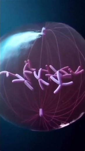 Mitosis process in 3D #bscnursing #anatomy #cell #biology #shortvideo #shorts