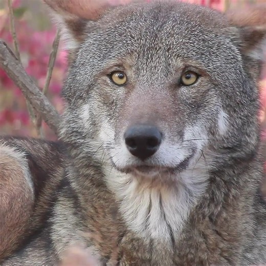 1.4M views · 138K reactions | With just 16 known to remain in the wild, every Red Wolf is valuable and worth saving  | Wolf Conservation Center | Facebook