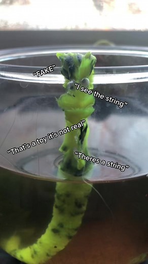 I KNOW JUST READ THE CAPTION IT SAYS “wormonastring” 😒 #wormonastring #wormonastringcult #WORMONASTRING #WormOnAString #Wormonastring #wormonstring #fyp #FYP #foryou #foryoupage #fypシ #livelaughworm #iknowitsfake