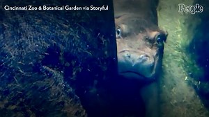 Fritz the Baby Hippo Explores His Outdoor Enclosure at the Cincinnati Zoo for the First Time