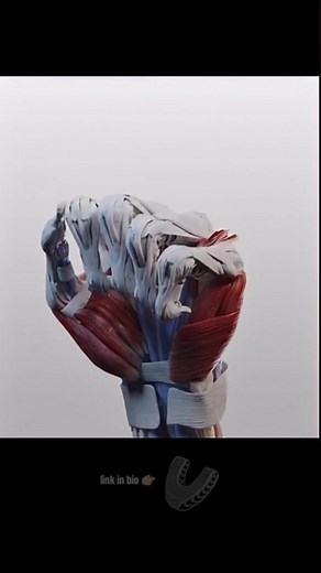 nerves of the hand. “liveify.shop”#nerves #of #the #hand #liveify @liveify