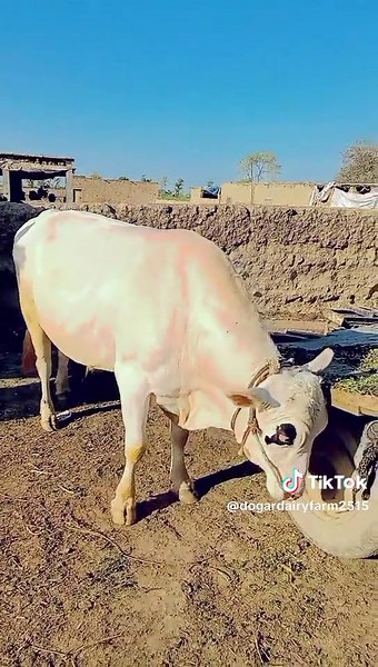 #grow #account #dairyfarming #dairyfarming #unfrezzmyaccount #dogardairyfarm2515