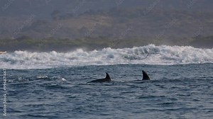 Amazing Dolphins swimming hunting fish play in waves. Sardine run, dolphin jumping. Aquatic marine animals natural habitat. Green landscape scenery background. Pod dolphins in South Africa, Wild Coast